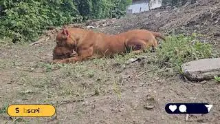 American Bully red Lion #pitmonsters