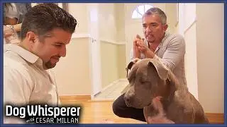 Сезар помогает человеку, который боится питбулей! Переводчик собак с Сезаром Милланом