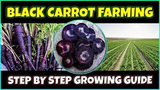 Black Carrot Farming | How to grow Black Carrot Plants at Home