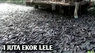 REAKSI LELE LIAR SETELAH DI BERI PAKAN INI&hellip; Wild Catfish Reaction after in giving this Feed