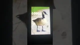 what noise of the goose make?