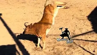 Bred to Buck!