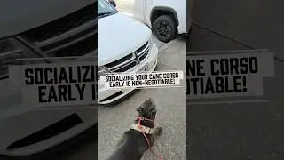 Early Socialization is KEY: Cane Corso Puppy Training in Public