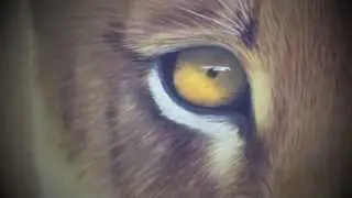 Tim Davison : Speed Painting : The Lion