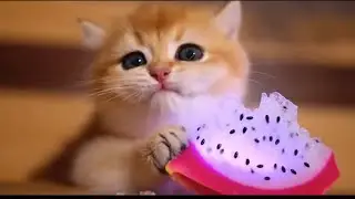 Tiny Cute Kitten Eating Crystal Fruits & Vegetables 🍎🥦 | Ultra Relaxing ASMR SMR Sounds