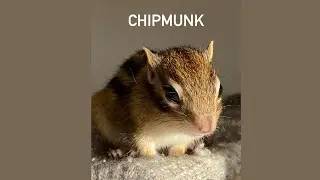 CHIPMUNK LIFE , 巧虎vlog