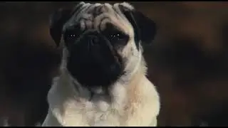 As Aventuras de Chatran - filme de 1986 que marcou minha inf&acirc;ncia na sess&atilde;o da tarde! 🩷🐶🐱
