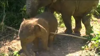 GLOBAL IDEAS | Elephants in Protected Forests in Laos