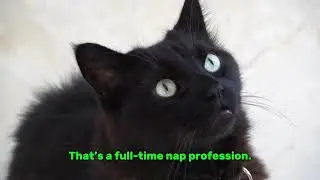 &ldquo;&ldquo;Fun Fact About Cats&rdquo; #CatFacts #CatHumor #CatsOfYouTube #YouTubeShorts #Shorts #ViralShorts #FYP