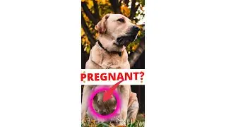 Early Signs of Dog Pregnancy #SHORTS
