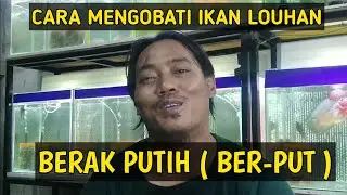 cara mengobati ikan louhan berak putih (berput)