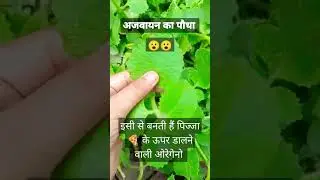 अजवाइन का पौधा 🌿 #trending #vlog #viral #ytshorts #ipl #goforgreen #green #plants