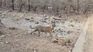 Ranthambore National Park Zone 6