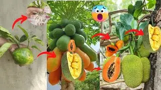 How to grow jackfruit from papaya tree and grow papaya from jackfruit tree