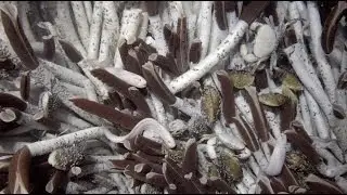 CEOE Dives Deep - Highlight reel from our 15 dives in DSV Alvin on the East Pacific Rise