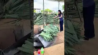Gloved hands feed bundled leaves&mdash;red ties hold tight as grinder hums in leafy rhythm.