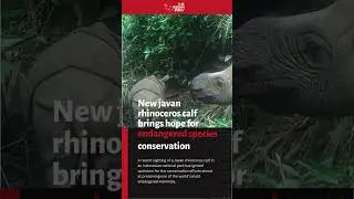 New javan rhinoceros calf brings hope for endangered species conservation