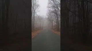 #Spooky #Scary #Woods #Fog
