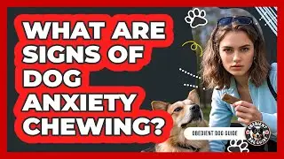 What Are Signs Of Dog Anxiety Chewing?