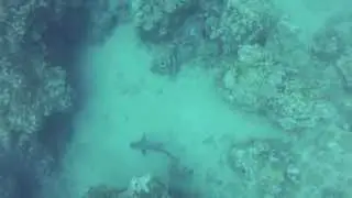 Snorkeling in Honolua Bay, Maui