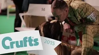 Exclusive Access with the Working Group Finalists | Crufts 2015