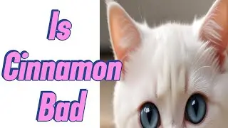 Is Cinnamon Bad for Cats? Debunking the Myth #Cinnamon cats
