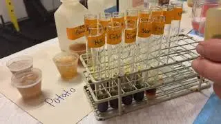Bio 6 Garage Lab: Iodide Test for Starch