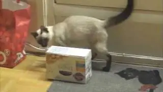 Nala the Thai Cat plays