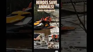 Heroes Risk Their Lives to Rescue Animals from Massive Brazil Floods #animals #rescueefforts