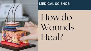The Science of Wound Healing: Understanding the Body's Incredible Repair Process