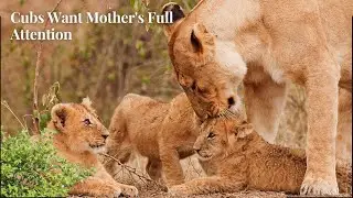 Cubs Want Mom's Full Attention