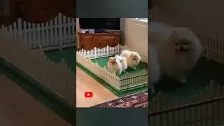 como pomerania puede ter cachorros