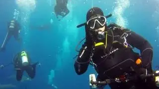 Shark Diving - Jupiter, Florida - 12 May 2016