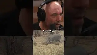 African elephant kills a buffalo! #joerogan #jre #elephant #animals #wildlife #animal #podcast