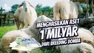 Menghasilkan Aset 1 Milyar Dari Usaha Breeding Domba Modern