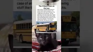 The 3 lines on buses