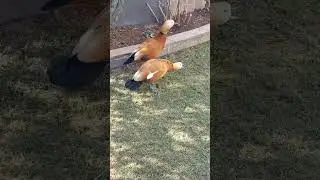 ruddy shelduck