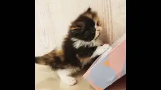 Nonstop playing 😅 #kitten #cats #cat #catvideo #cute #viral #viralshort #viralshorts #shorts #funny