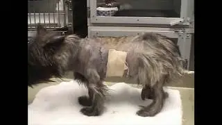 Lung Sounds Small animal