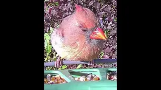 Bird Feeder Oct 20 to 25 (2025) - No Music Edition