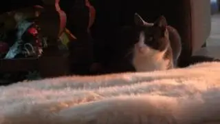 Bad Aladdin Cat: Don't Put Me On You Tube!