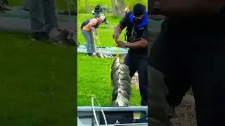 White Bass - Catch and Release? Or Table Fare? #shorts