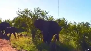 Is this a trunk road  Angry elephant herd charges safari jeep   Daily Mail Online