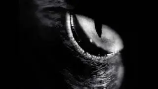 The cat&acute;s eye macro photography