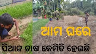 ଆମ ଘରେ ପିଆଜ ଚାଷ କେମିତି ହେଉଛି ଚାଲନ୍ତୁ ଦେଖିବା | onion farming in organic way #viral video