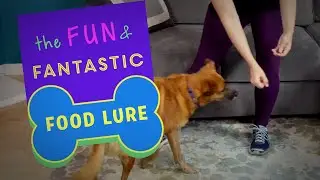 The First Thing To Teach Your Dog: The Lure | Feet & Paws