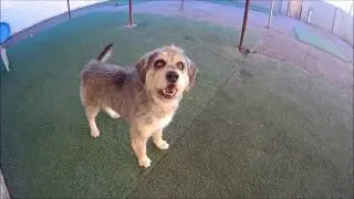Eddie - Bearded Collie/Wheaten Terrier Mix For Adoption Tempe - AZ