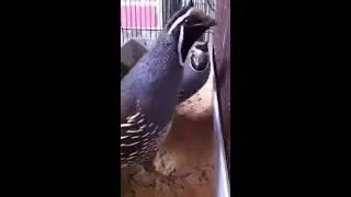 Imported California quail 03459442750 Zain Ali farming in Pakistan