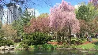 Kariya Park - Japanese park in Mississauga