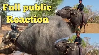 Sultan public ke bich me 😱 #animals#minizoo #reactionvideo#reaction #viral#publicreaction #bullvlog